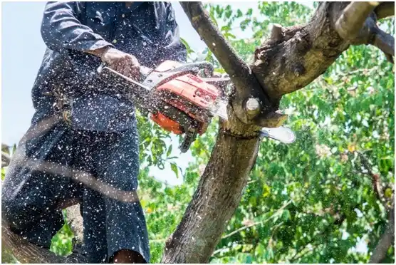 tree services Pocono Woodland Lakes